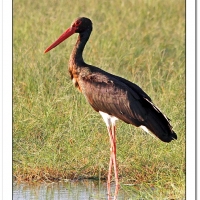 First record of Black Stork in Agulhas Plain - Sharon Brink